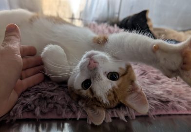 Mauii. –  RESERVIERT!!!