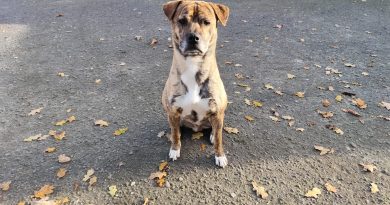 Sparky – Reserviert!!!