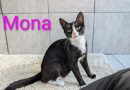 Mona.