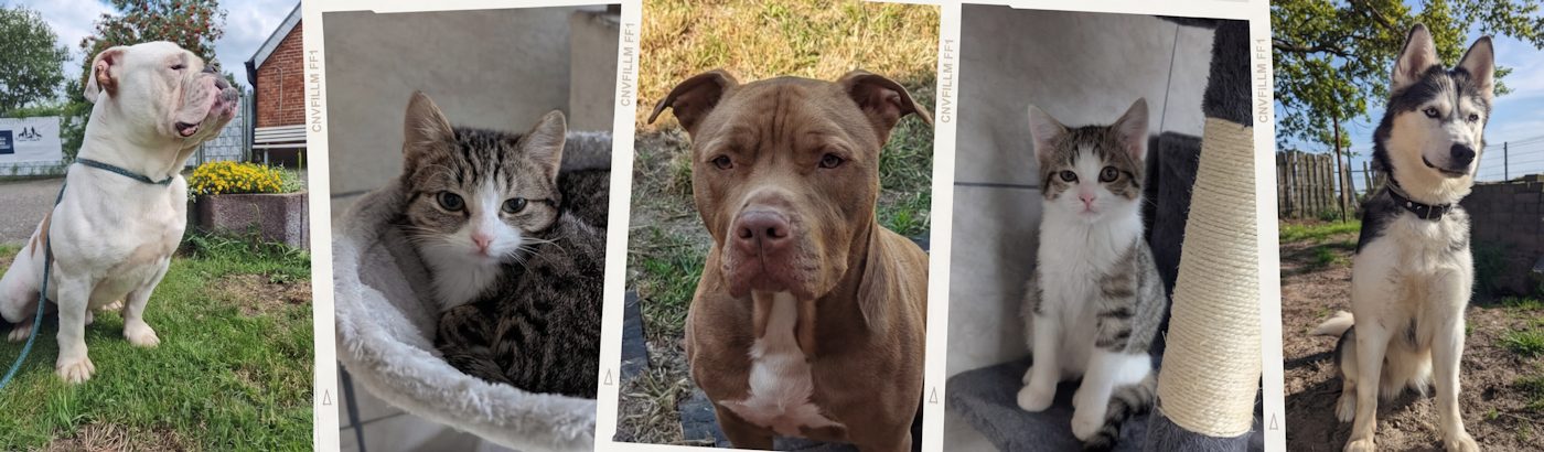 Tierheim Niedergrafschaft – Das Tierheim mit Herz ♥