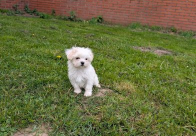 Moppie