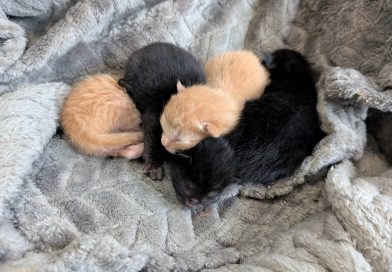 4 Kitten von Fund-Katze Lexi – Quarantäne