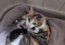 Fund-Katze Nikki und 4 Kitten-Quarantäne