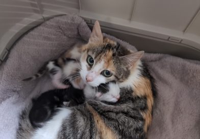 Fund-Katze Nikki und 4 Kitten-Quarantäne