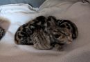 4 Kitten von Fund-Katze Emmi aus Ringe – Quarantäne