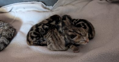 4 Kitten von Fund-Katze aus Ringe – Quarantäne