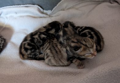 4 Kitten von Fund-Katze aus Ringe – Quarantäne
