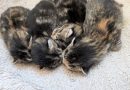 4 Kitten Mama Miso – Quarantäne