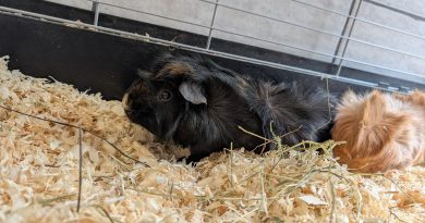 Mucki