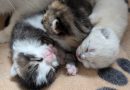 3 Kitten Mama Tama – Quarantäne