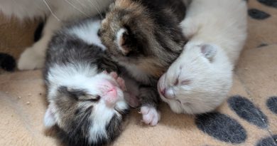 3 Kitten Mama Tama – Quarantäne