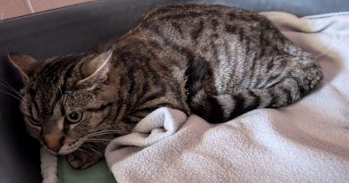 Fund-Katze aus Ringe – Quarantäne