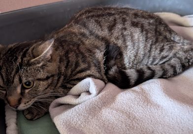 Fund-Katze aus Ringe – Quarantäne