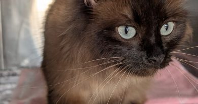 Hazel.