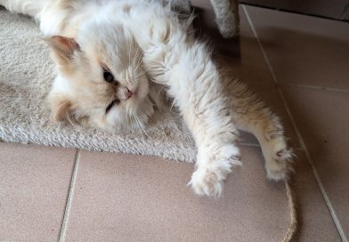 Samson.