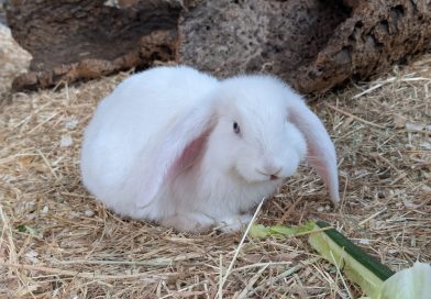 Floppy