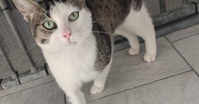 Sammy