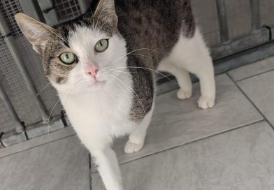 Sammy