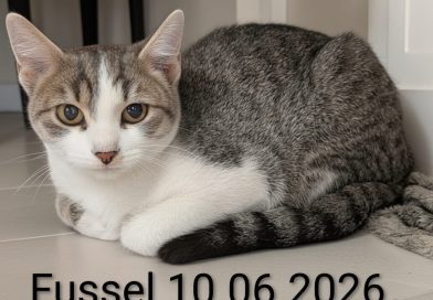 Fussel
