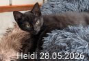 Heidi