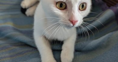 Kiwi. – RESERVIERT!!!