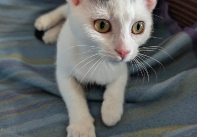 Kiwi. – RESERVIERT!!!