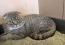 Monty. (FUNDKATZE!)