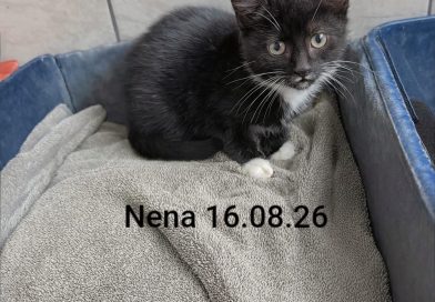 Nena