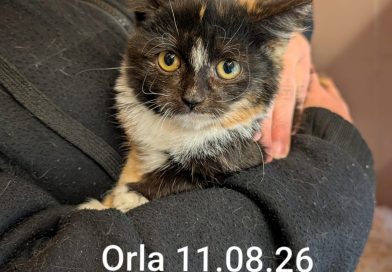 Orla